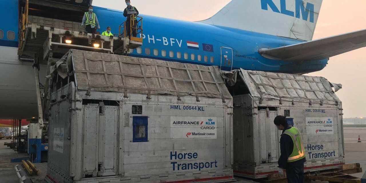 Klm Reune A Unos Caballos Con Sus Duenos En China